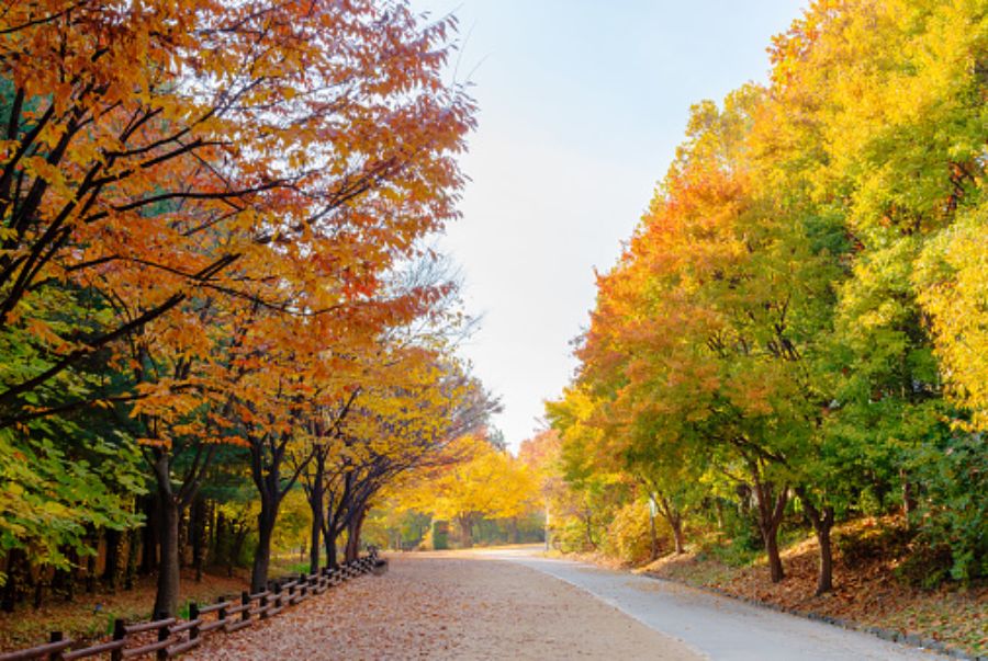Con đường rợp sắc vàng đỏ trong công viên Seoul Forest