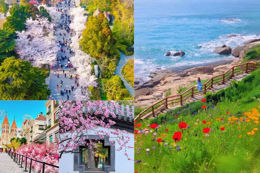 Mùa xuân ở Thanh Đảo được bao phủ bởi sự đua nở của trăm hoa