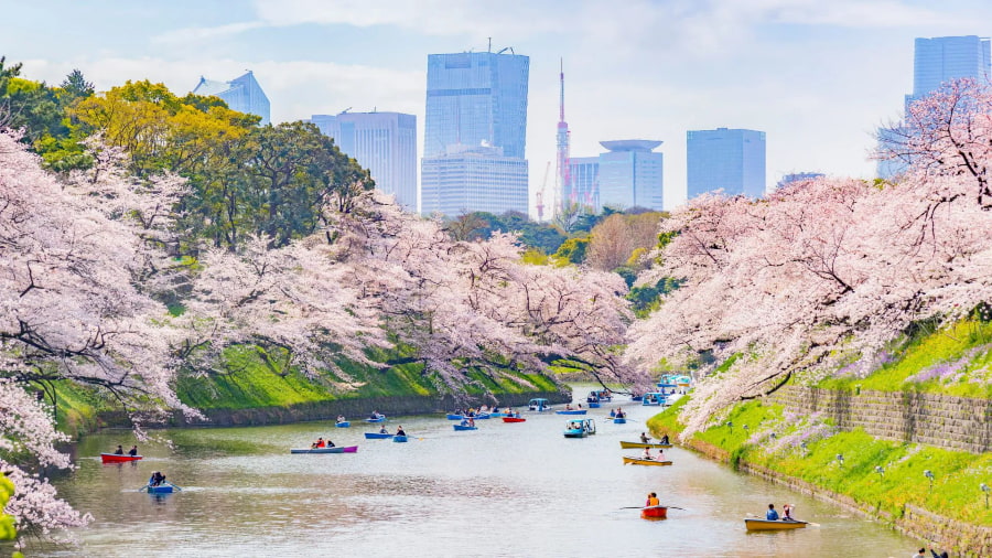 Mùa xuân tại Tokyo Nhật Bản thường được nhiều du khách ưu ái lựa chọn bởi tiết trời ấm áp, dễ chịu