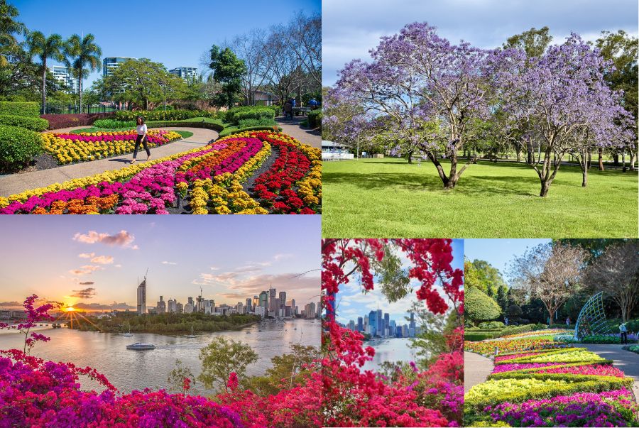 Mùa xuân tại Brisbane sở hữu không khí trong lành, trời xanh và nắng đẹp