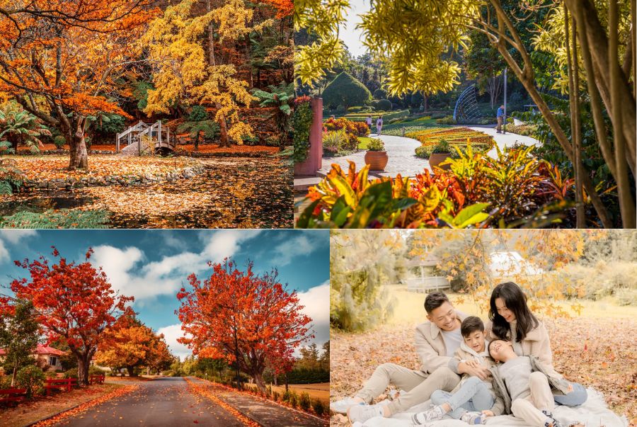 Khung cảnh lãng mạn tại Brisbane mỗi khi mùa thu gõ cửa