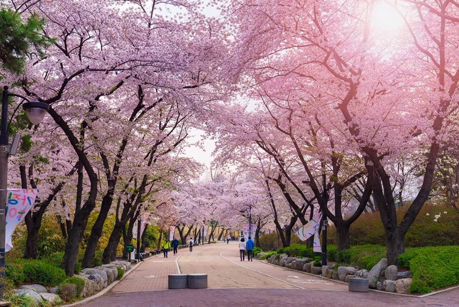Công viên còn là nơi diễn ra lễ hội hoa anh đào vào mùa xuân