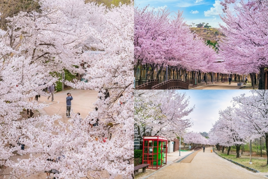 Seoul Forest luôn được ví như lá phổi xanh của thành phố