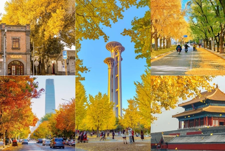 Thời tiết Bắc Kinh mùa thu se lạnh dịu nhẹ rất lý tưởng để dạo chơi và ngắm cảnh lá vàng