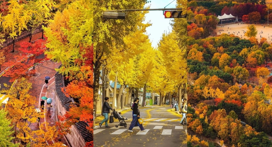 Tháng 10 được xem là "thời điểm vàng" của mùa thu Hàn Quốc