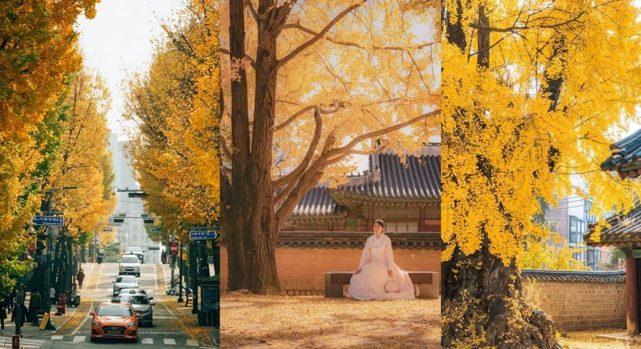 Mùa thu Hàn Quốc, với vẻ đẹp lãng mạn của mình, luôn là điểm đến mơ ước của biết bao du khách