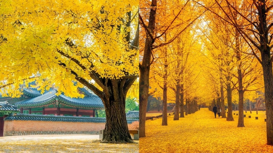 Đảo Nami nổi tiếng với con đường ngân hạnh vàng óng ánh và những hàng cây phong đỏ rực