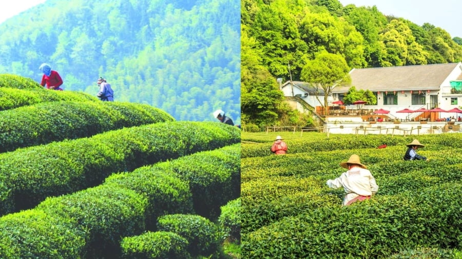 Nếu bạn là một tín đồ của trà thì chuyến ghé thăm Làng Trà Long Tỉnh là một trong những trải nghiệm không thể bỏ lỡ