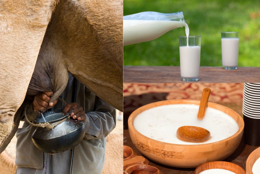 Sữa lạc đà là nguyên liệu vàng chứa hàm lượng dinh dưỡng cao, giàu vitamin và khoáng chất