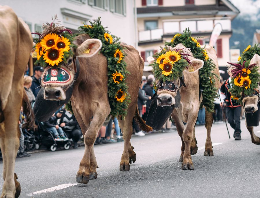 Alpabfahrt là lễ hội đánh dấu thời điểm đàn bò trở về từ núi sau mùa hè