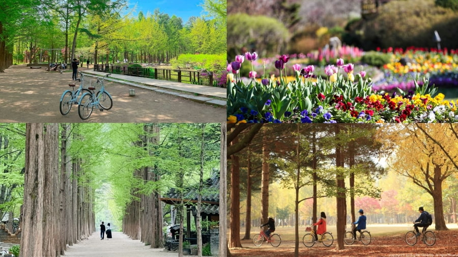 Đảo Nami, thiên đường lãng mạn gần Seoul, là điểm đến không thể bỏ lỡ khi đi du lịch Hàn Quốc