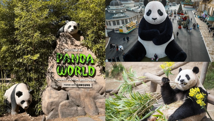 Làng gấu trúc mang đến một trải nghiệm du lịch độc đáo tại Hàn Quốc mà bạn không nên bỏ qua