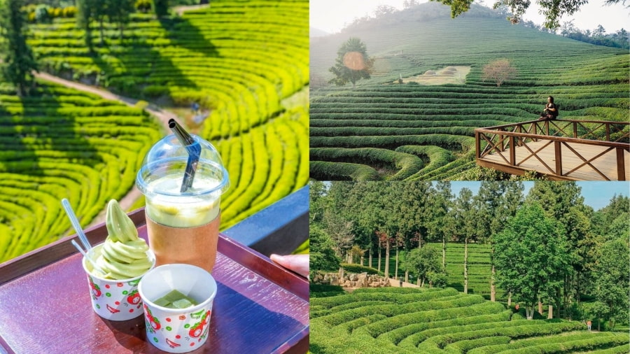 Khi đặt chân đến Vườn trà Boseong, bạn sẽ ngỡ như lạc vào một bức tranh thiên nhiên tuyệt đẹp