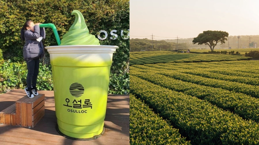 Bảo tàng Trà O’Sulloc là một trong những địa điểm quay phim tại Jeju nổi tiếng được nhiều người yêu thích