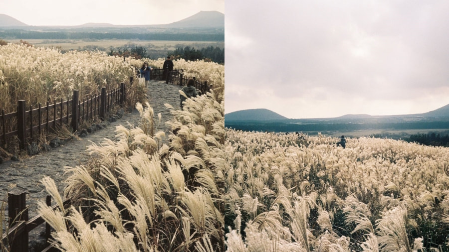 Cánh đồng cỏ lau Sangumburi là một trong những điểm đến độc đáo và ấn tượng nhất tại Jeju