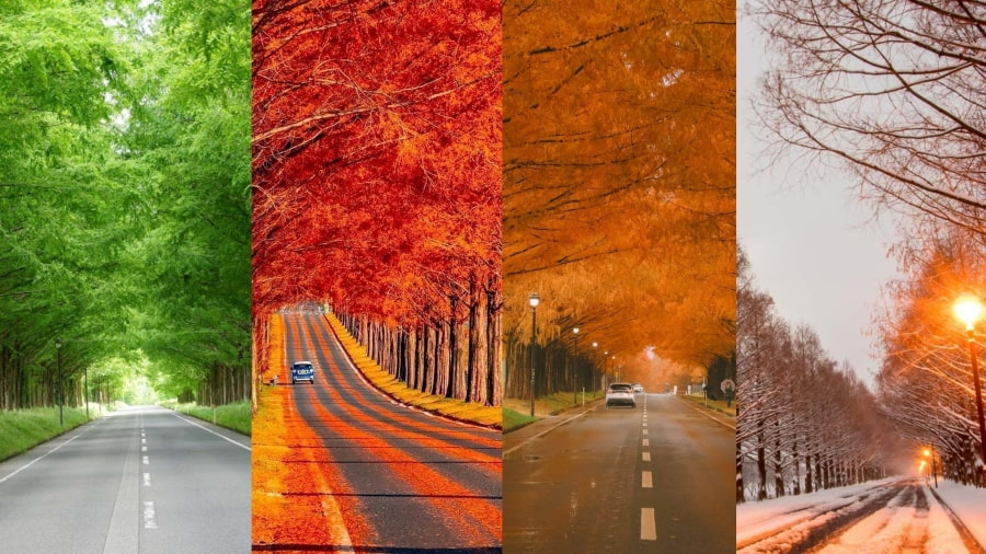 Khi đặt chân đến đảo Nami, có một địa điểm mà bạn nhất định không thể bỏ qua, đó chính là Đại lộ Metasequoia