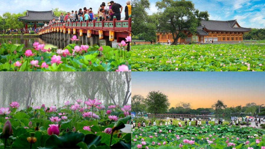 Lễ hội hoa sen Buyeo Seodong là một trải nghiệm thú vị cho chuyến du lịch Hàn Quốc mùa hè của bạn