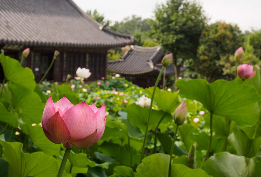 Lễ hội hoa sen Buyeo Seodong là một trong những lễ hội hoa lớn và ấn tượng nhất tại Hàn Quốc