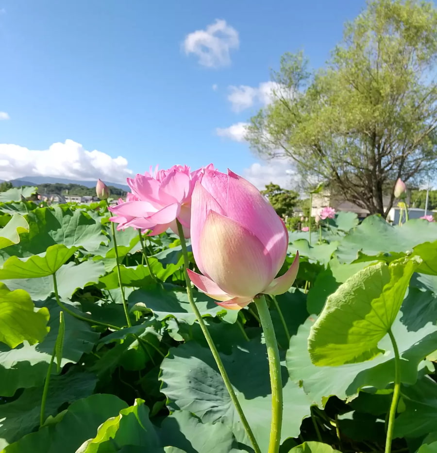 Lễ hội hoa sen Buyeo Seodong thu hút hàng triệu du khách ghé thăm mỗi năm