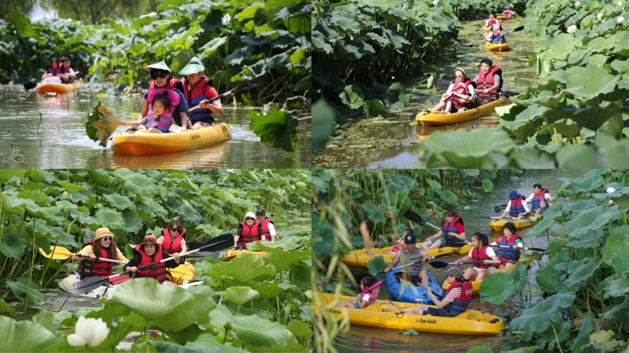 Lễ hội hoa sen Buyeo Seodong có nhiều hoạt động thú vị khiến du khách thích thú