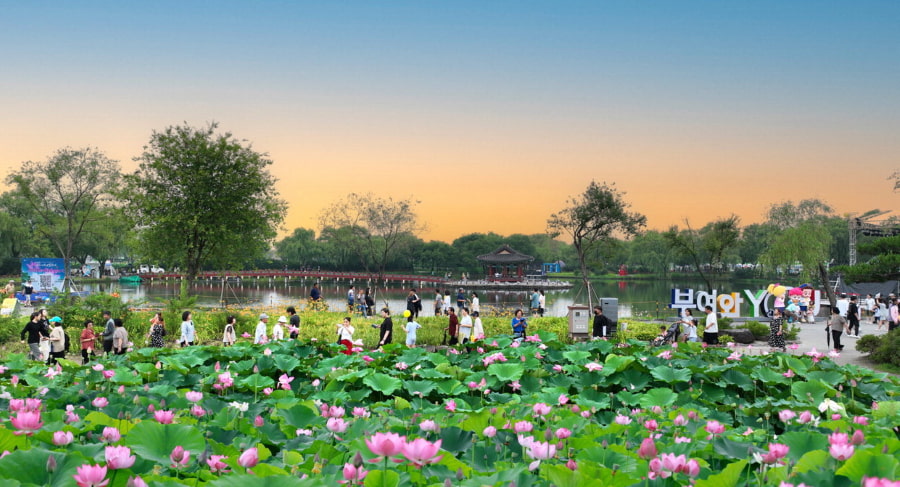 Lễ hội hoa sen Buyeo Seodong là bức tranh sống động về văn hóa, lịch sử và vẻ đẹp thiên nhiên của Hàn Quốc