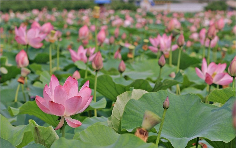 Mỗi khoảnh khắc tại Lễ hội hoa sen Buyeo Seodong đều mang đến những trải nghiệm khó quên cho du khách