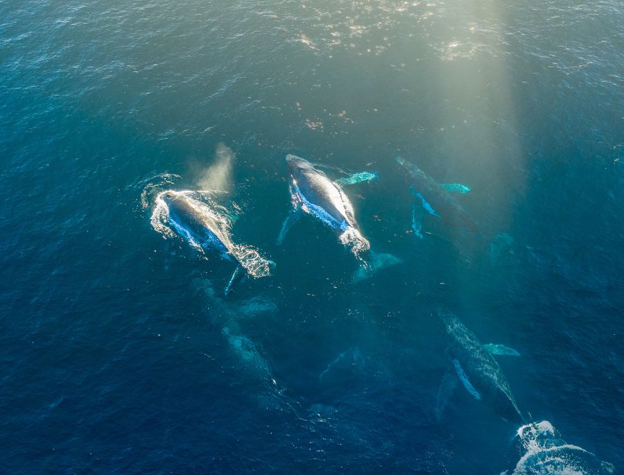 Hành trình di cư độc đáo của những người khổng lồ đại dương