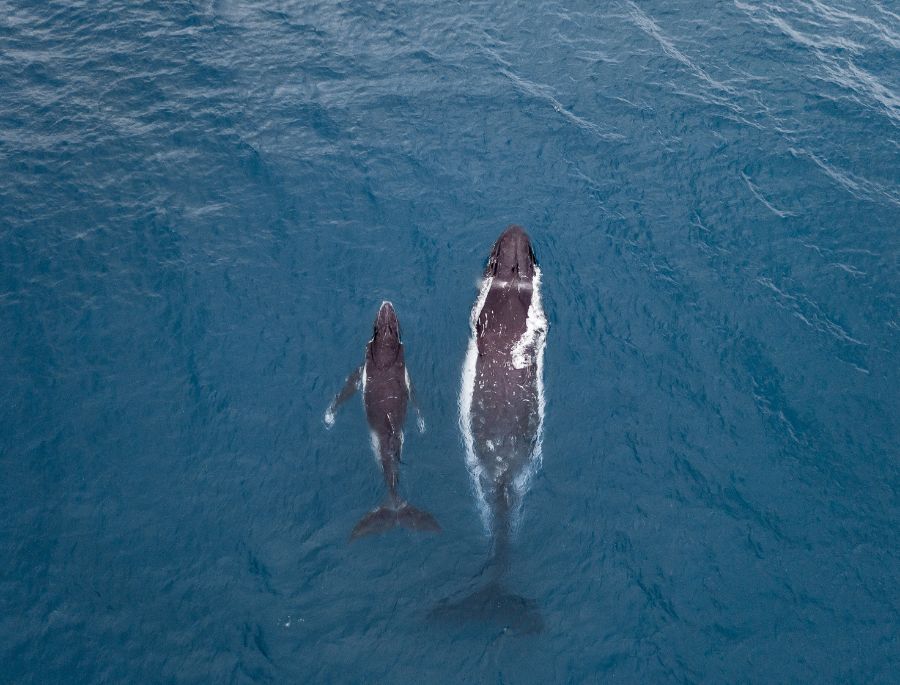 Mục đích di cư của cá voi là để sinh sản, nuôi con non và tránh mùa đông khắc nghiệt ở vùng cực