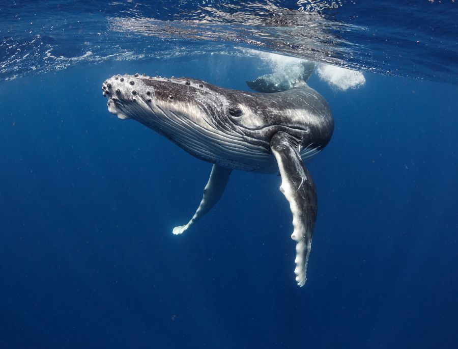 Mùa cao điểm di cư của cá voi bắt đầu từ tháng 7 đến khoảng tháng 9