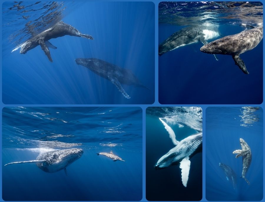 Có rất nhiều loài ca voi có hành trình di cư tại nước Úc vào mùa đông