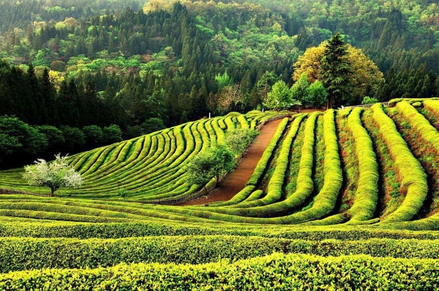 Nếu bạn muốn tìm một không gian thiên nhiên yên bình trong tour Hàn Quốc, vườn trà Boseong chính là lựa chọn tuyệt vời