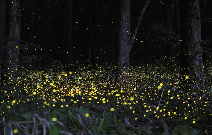 Công viên đom đóm Muju là một trong những điểm đến huyền ảo nhất tại Hàn Quốc, thu hút đông đảo du khách bởi vẻ đẹp lung linh