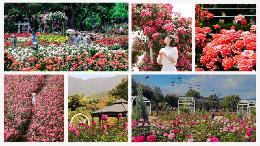 Seoul Grand Park là một trong những điểm đến tuyệt vời để bạn đắm mình trong vẻ đẹp rực rỡ của hoa hồng tại Seoul