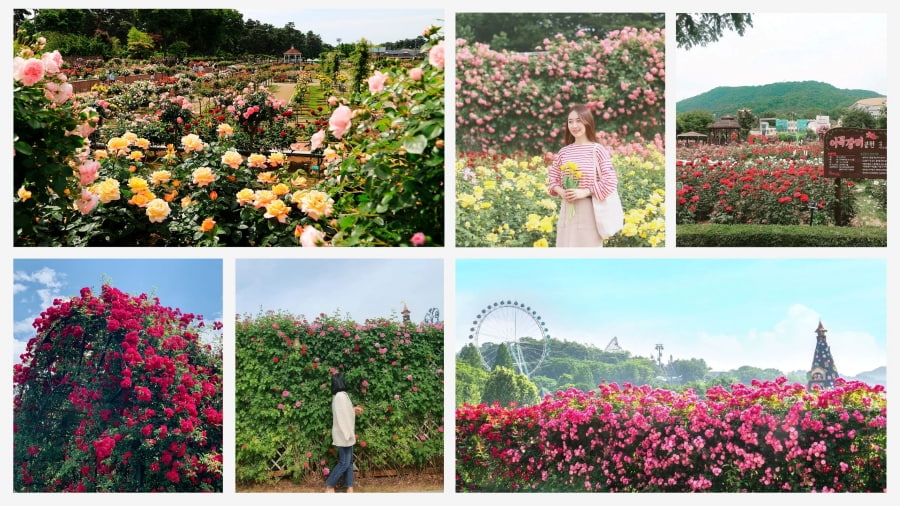 Công viên Olympic Hàn Quốc là một điểm đến lý tưởng để hòa mình vào thiên nhiên và tận hưởng vẻ đẹp của hoa hồng