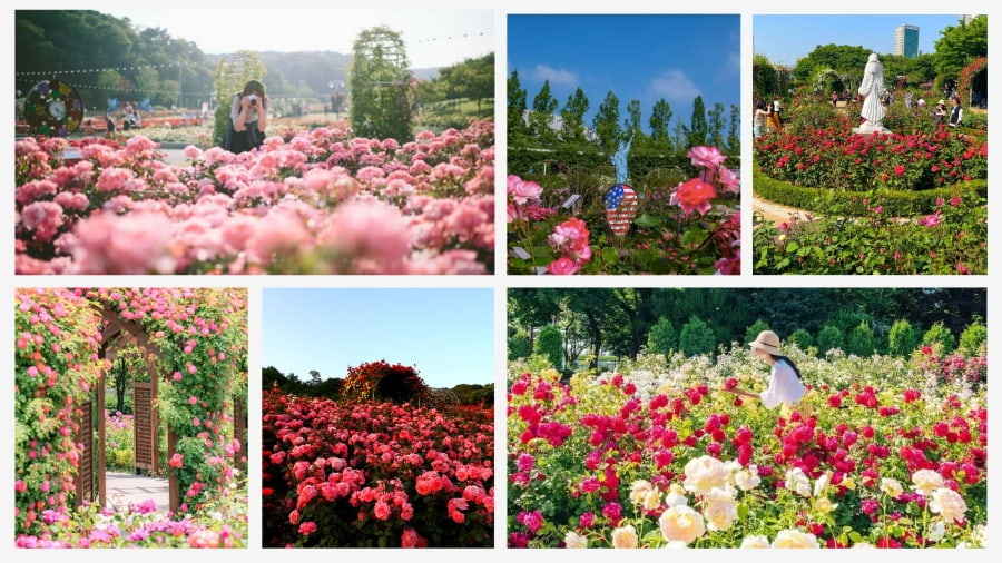 Vườn hoa hồng tại Everland là một điểm đến không thể bỏ qua đối với những ai yêu thích vẻ đẹp quyến rũ của loài hoa này