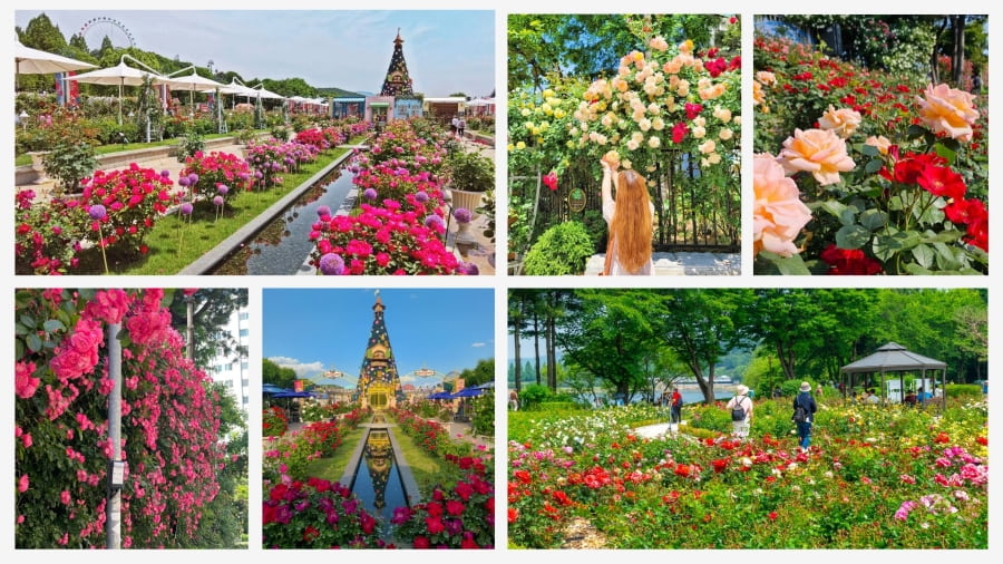 Lễ hội hoa hồng hàng năm mang đến một trải nghiệm hoàn toàn khác biệt so với sự náo nhiệt của các công viên lớn