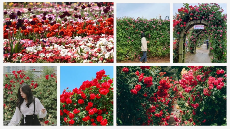 Vườn Hoa Jungnang tự hào là một trong những "con đường hoa hồng" quy mô và ấn tượng nhất tại Seoul