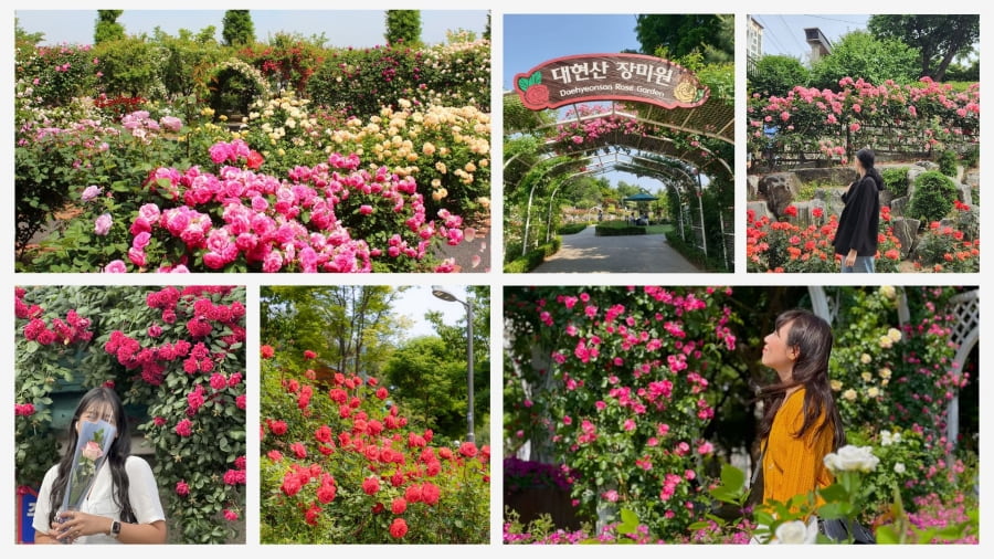 Daehyeonsan không chỉ là một ngọn núi nhỏ với những con đường mòn xanh mát mà còn là một viên ngọc quý dành cho những người yêu hoa hồng