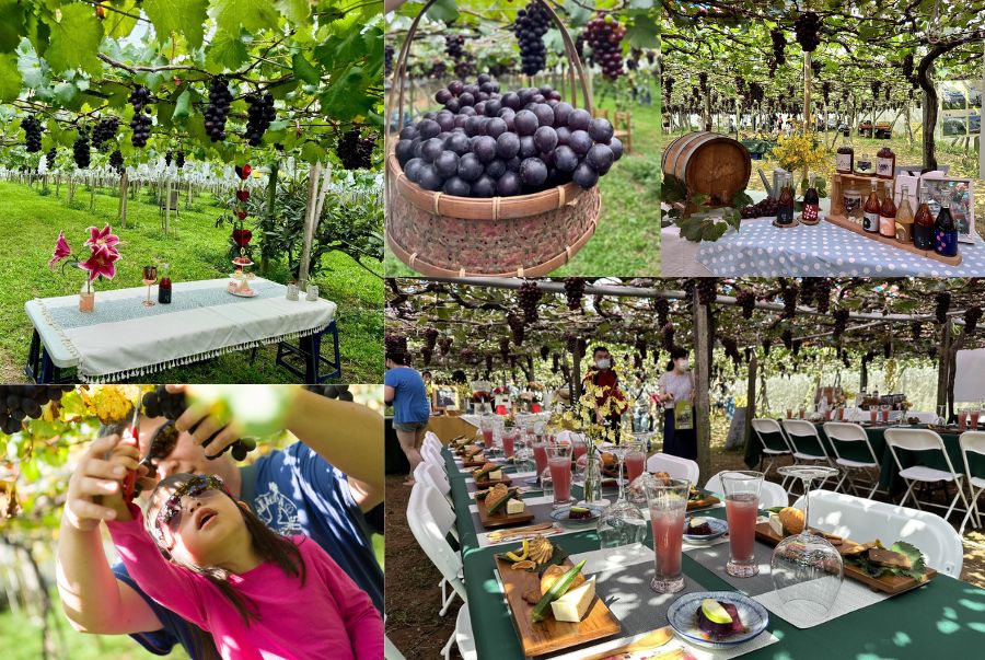 Những trải nghiệm thú vị dành riêng cho du khách khi tham gia vào lễ hội nho Đài Trung