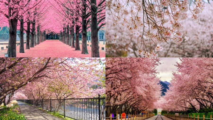 Mùa xuân – Mùa của hoa anh đào và sức sống mới của đảo Nami