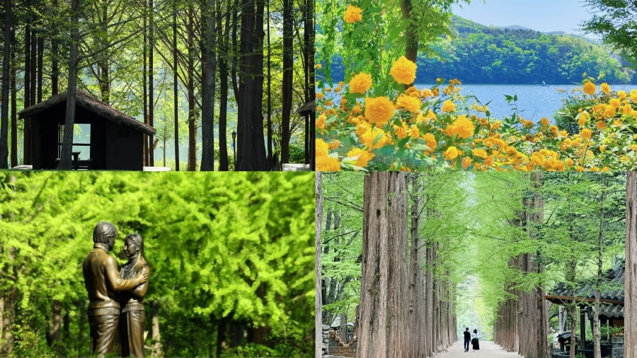 Đảo Nami bước vào mùa hè với một vẻ đẹp tươi mát và tràn đầy sức sống