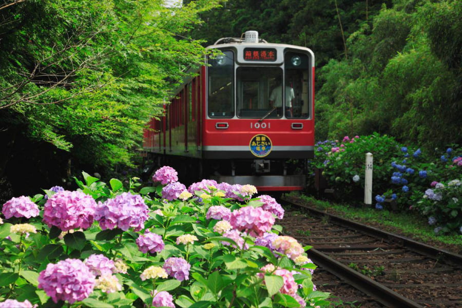 Tuyến đường sắt Hakone Tozan Railway không chỉ là phương tiện di chuyển độc đáo mà còn là một điểm ngắm hoa cẩm tú cầu tuyệt vời