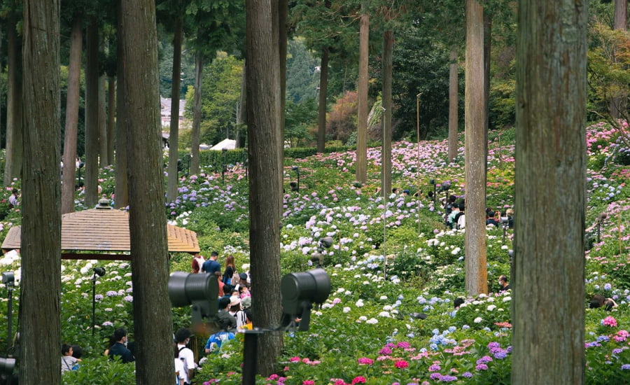 Chùa Mimuroto nổi tiếng là một trong những điểm ngắm hoa cẩm tú cầu đẹp nhất khu vực