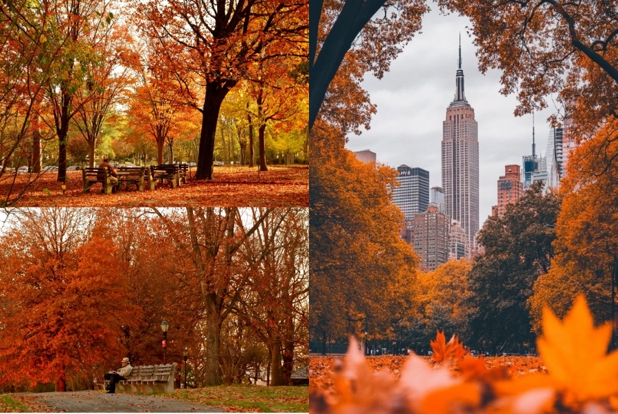 Từng góc phố New York mùa thu đều ngập tràn màu sắc rực rỡ của lá phong