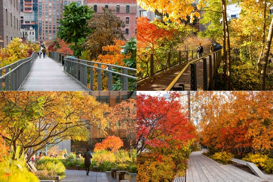 Lối đi The High Line nổi bật với sắc thu vàng đỏ giữa khu phố hiện đại