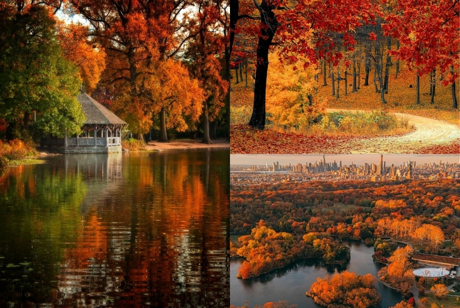 Những hàng cây phong và sồi biến Prospect Park thành bức tranh lãng mạn mỗi độ thu về