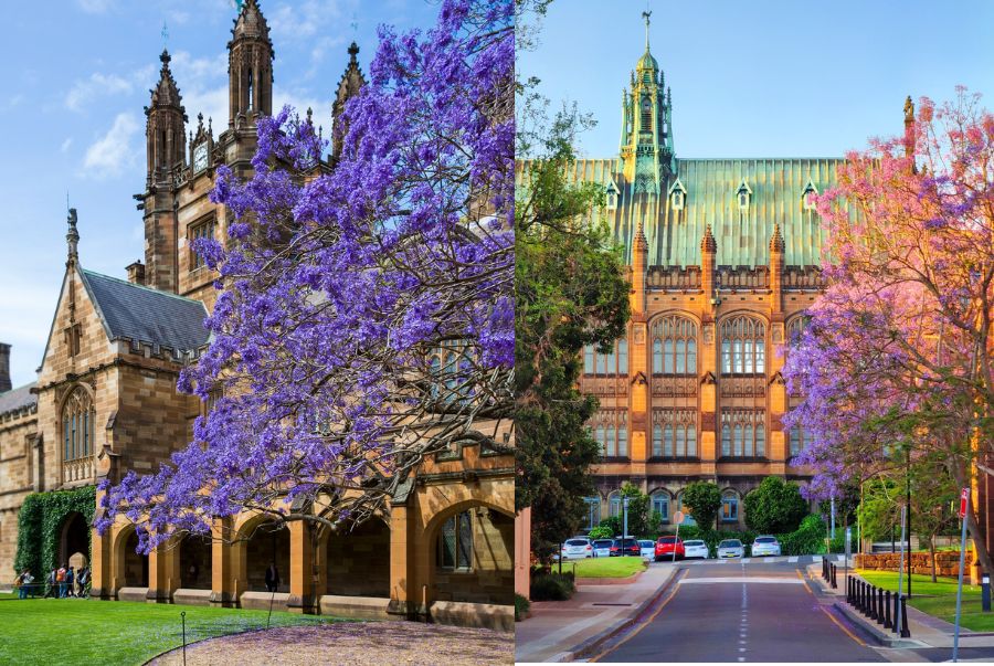 Khung cảnh nên thơ, lãng mạn tại University of Sydney