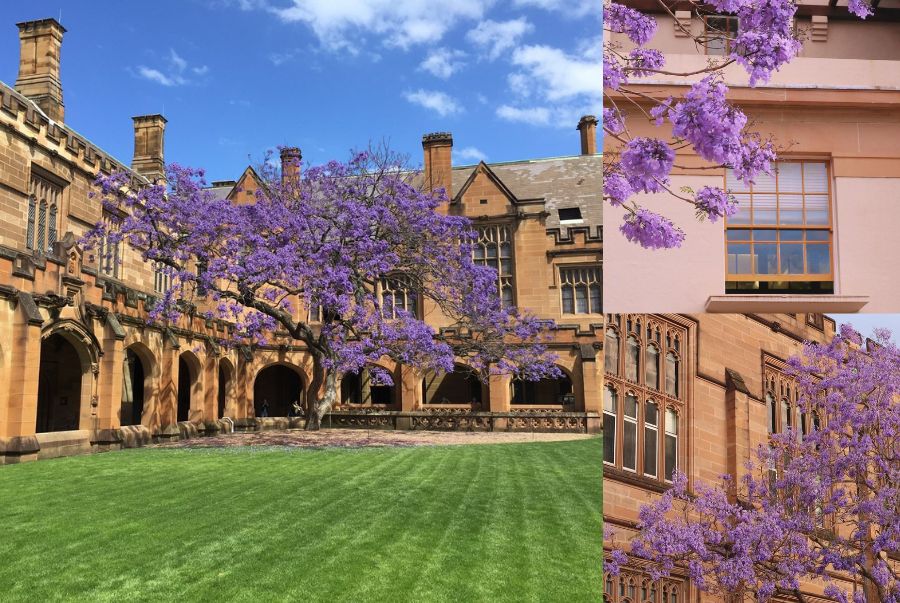 University of Sydney sở hữu rất nhiều gốc hoa phượng tím nở rộ vào mùa xuân