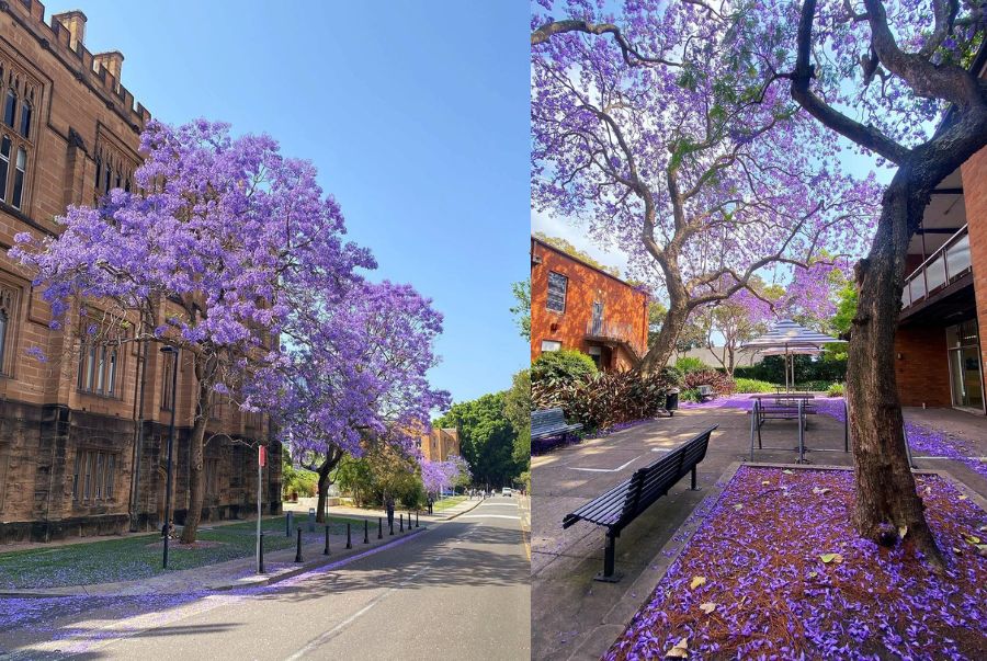 Những cánh hoa phượng tím rơi xuống phủ kín sân trường, tạo thành một tấm thảm hoa xinh đẹp