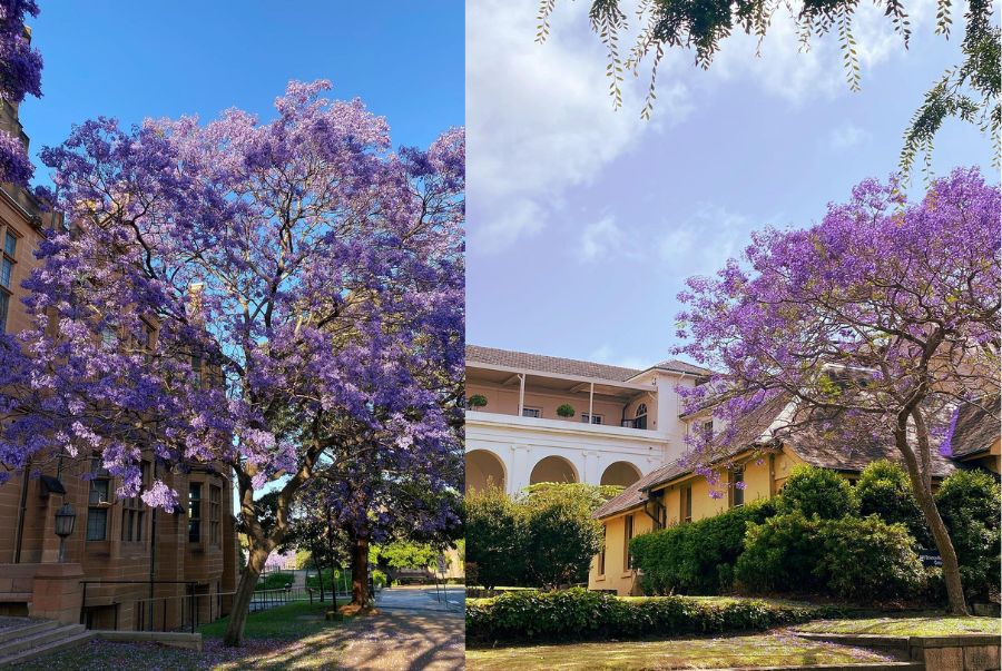 Hoa phượng tím là biểu tượng nổi bật của trường mỗi khi mùa xuân gõ cửa